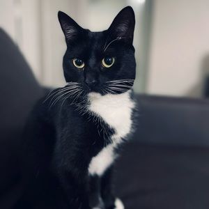 Meet your Posher, Taylor